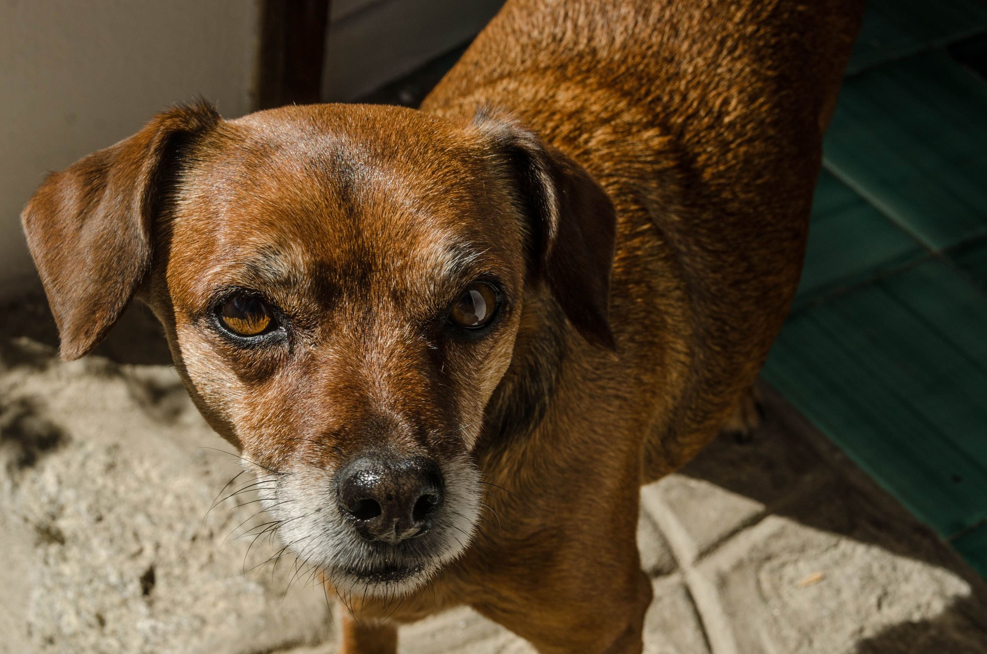 Ginevra's faithful dog Stella. Stella's husband (il cano negro Leon) constantly bugged us to share our wine with him. After we refused, he would often launch into unprintable parolaccia. We can't repeat what he swore.