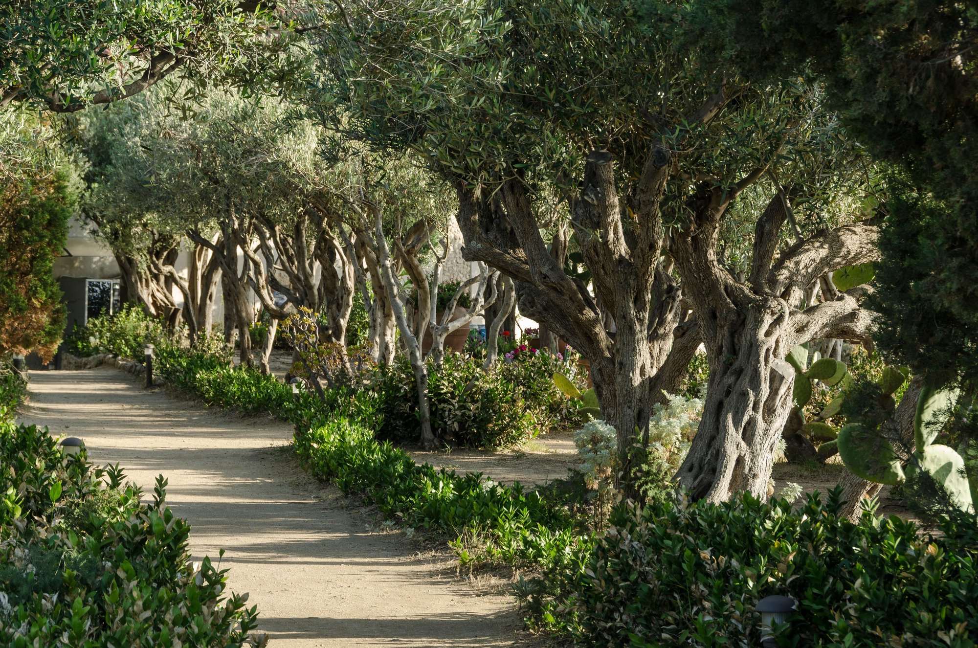 There is a central row of gnarly ancient olive trees.