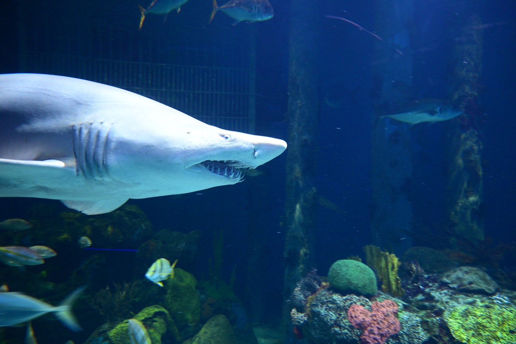 Springfield Mo Wildlife Aquarium museum Fodor's Travel Talk Forums