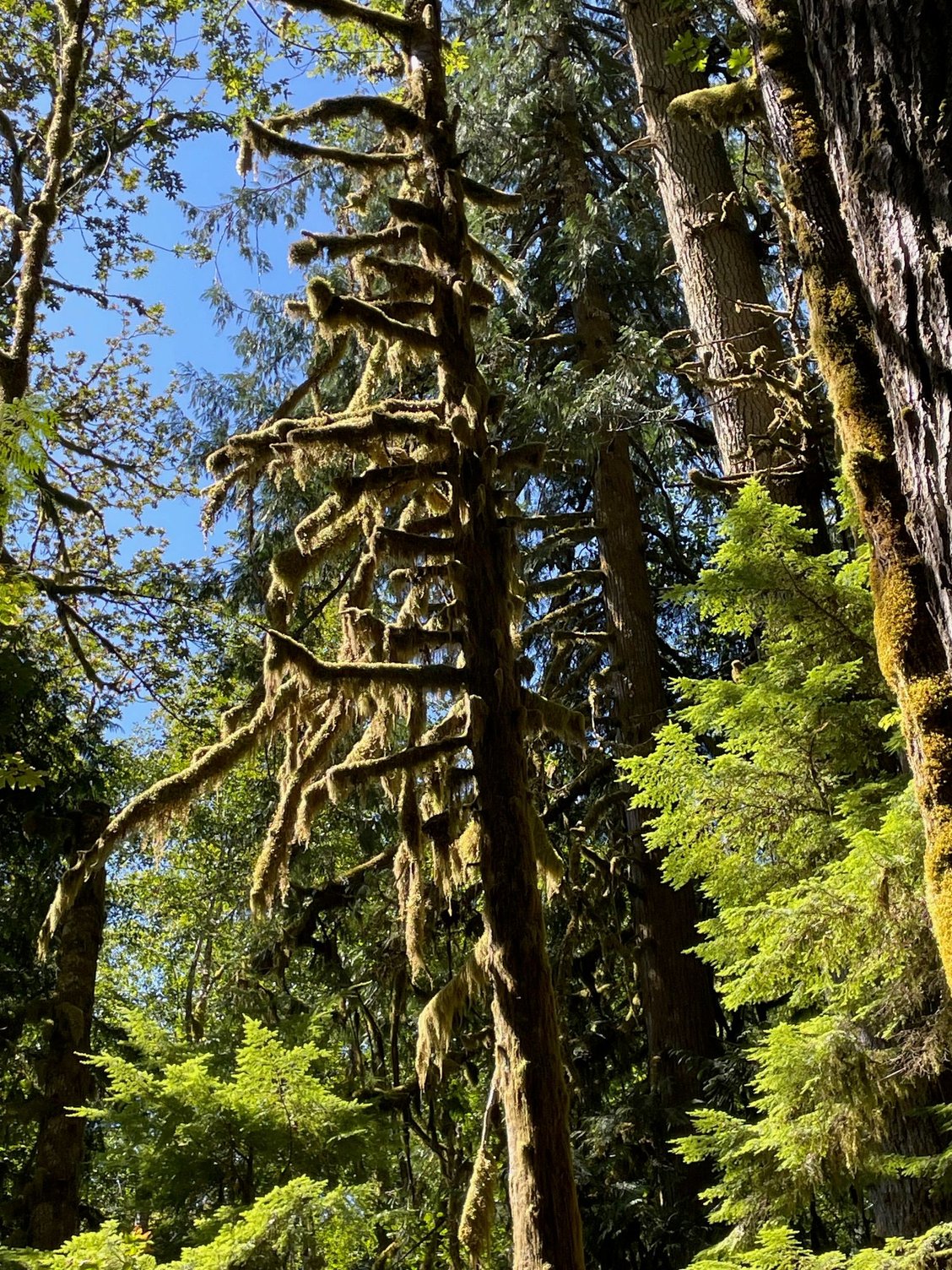 Another one of those velvet moss covered trees