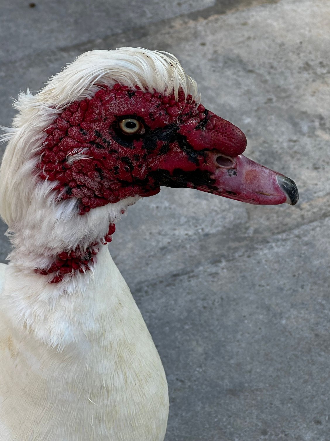 Close up....he looks like a duck, but they call him an