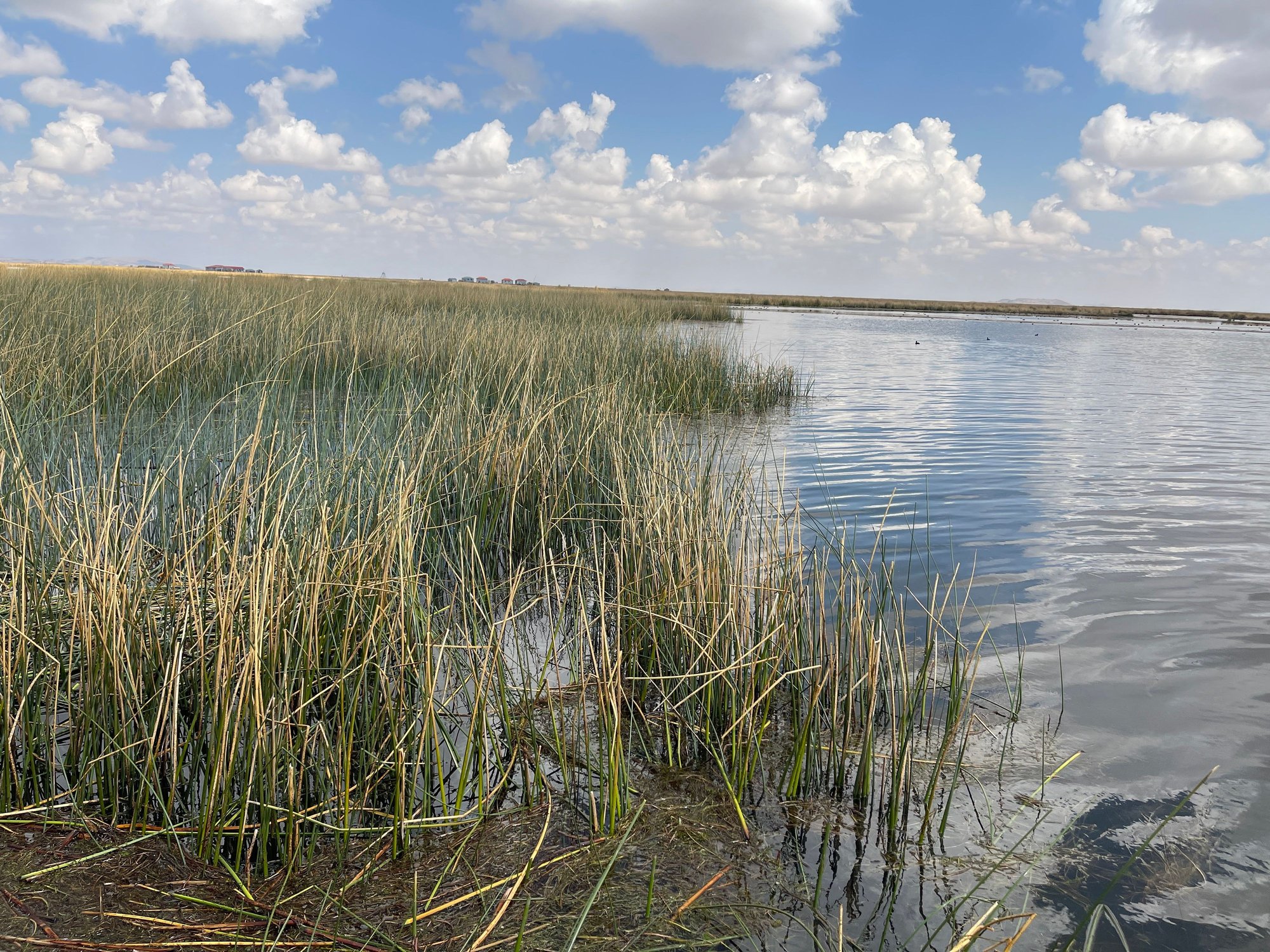 Reed plants grow in the water