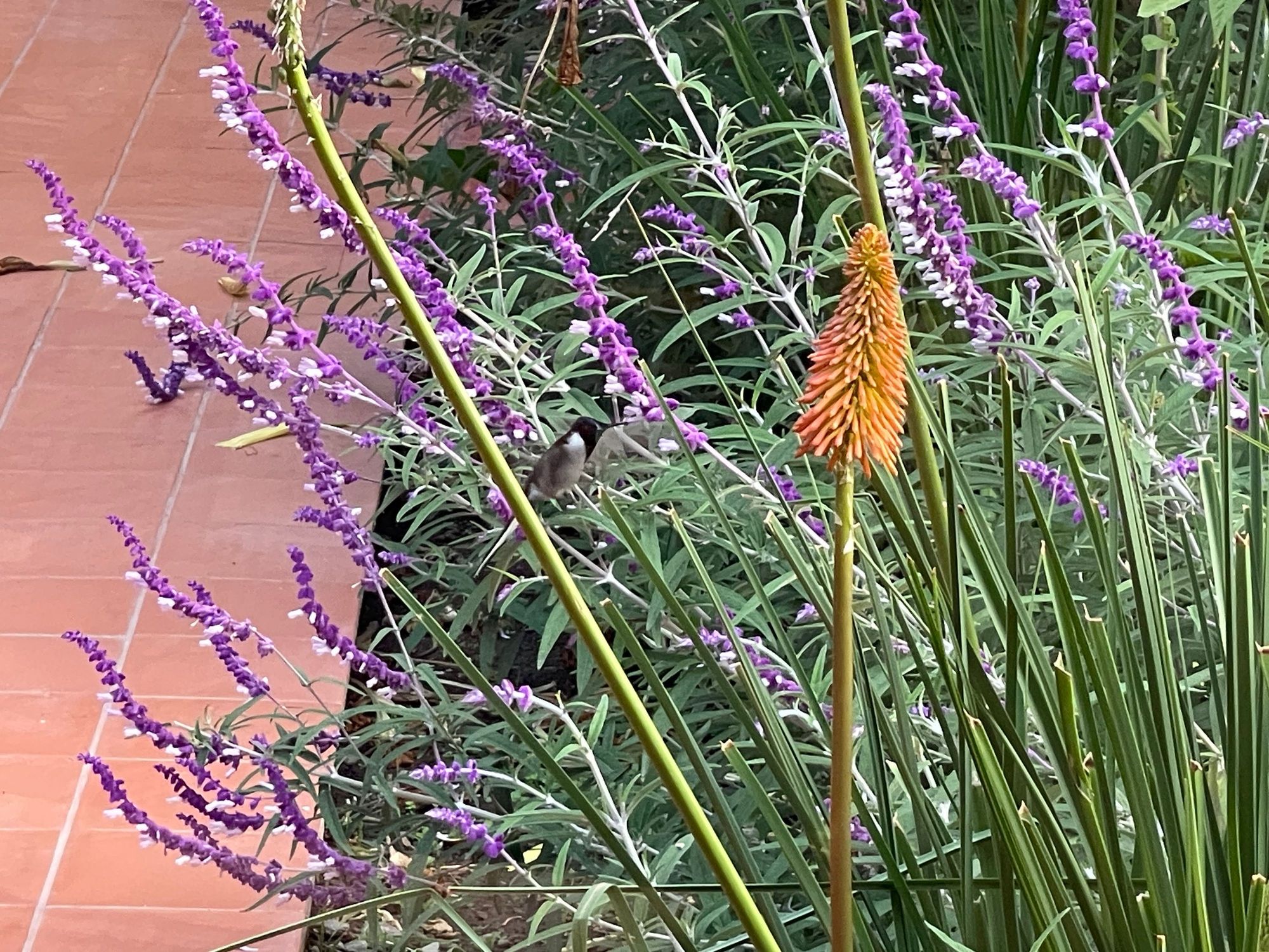 Humming birds on butterfly bush