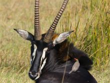 Sable Antelope