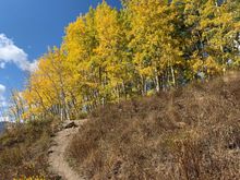 Last one of the aspens!