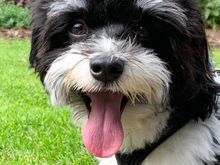 Havanese named Ludo