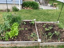 The somewhat "cleaned up" raised bed 