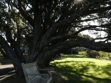 Rose garden, Parnell Auckland 