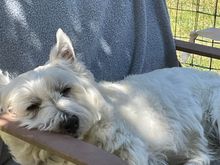 It’s a lazy Sunday here. Barry is demonstrating the art of chillin’ in the backyard 