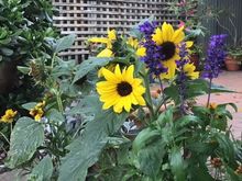 More sunflowers 