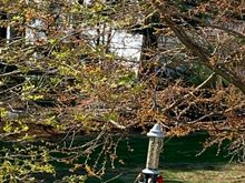 It’s hard to see because I don’t have a fancy camera, but there is a crowd of birds at the feeder. And, lots of birdsong. 