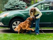 Bad Molly  was very excited when Kate got out of the car. 
