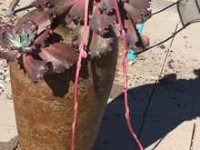 This afternoon’s project was potting this wild looking plant, a ruby red escheveria, in the tall pot we found a month ago at a yard sale   It has been awaiting a suitable occupant. 