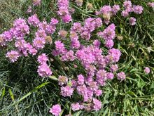 Beautiful wildflowers 