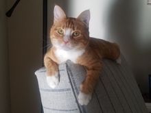 Are you OK Zig??? Asking for cat pictures?? But here goes. Meet my grandcat Rosco.  That sweet face is a total terror (and just what my son-in-law deserves).