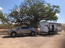 Loved this Boab tree. 