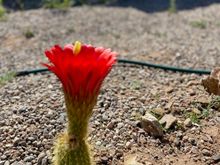 Ten minutes in the life of a tricereus cactus . The loom lasts a few days. 