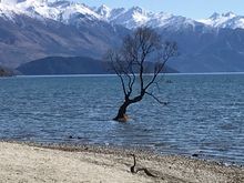 Wanaka tree