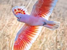 An Australian Major Mitchell in flight.  I didn’t take the photo, but it makes me happy to see this beautiful bird & I hope you enjoy it too.