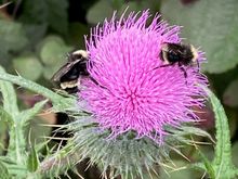 I was walking with my horse, eating thimble berries, she was eating purple thistles..had to stop her so she wouldn’t eat the bumble bees too
