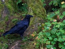 Raven