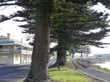Foreshore with Norfolk pines