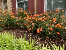 Our Little Paprika roses in full bloom