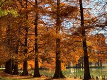 Well, not exactly from the neighborhood, but from Forest Park where I went birding last week on many days to relieve the election stress and anxiety.