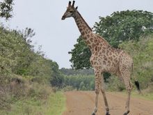 The road to Cape Vidal