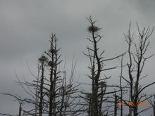 This is a few of the nests, I think there were nine.