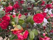 Camellias Launceston Place