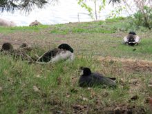 This hilltop is the resting/sleeping place