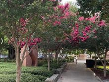Crepe Myrtle 