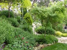 A euphorbia tree on the left