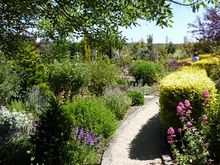 Perennials and hedging