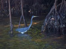Tri-colored Heron