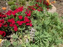 The weed pullers view of the garden
