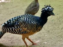 Bird Park where 95% of the birds are from Brazil ( they have been rescued, some return to the wild)