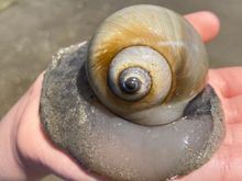 Northern moon snail 