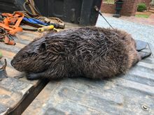 
This is an adolescent beaver who died in a trap.  Altogether this summer we’ve caught three, including one pregnant female.  The live ones were relocated per state law (which I think is a little unfair to simply foist the problem on another creek).   Beavers are the bane of our existence; we manage 10 acres in conservation and have to balance the tree damage and stagnant water against moving the beavers.  Last year we did not move any. 