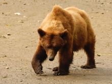 Hot Chocolate digging for clams