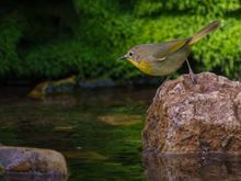 Common Yellowthroat (female)