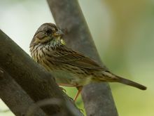 Lincoln’s Sparrow 
