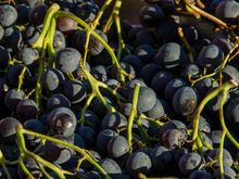 We call 'em Concords. What do the French call them?