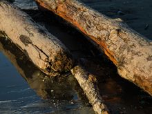 So much driftwood: Florencia beach.
