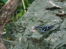 Black and white warbler
