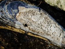 Shell-life at the shore.
