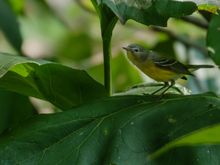 Magnolia warbler