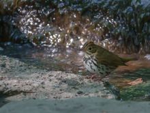 Ovenbird, what a funny name!