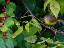 Nashville Warbler, sans guitar